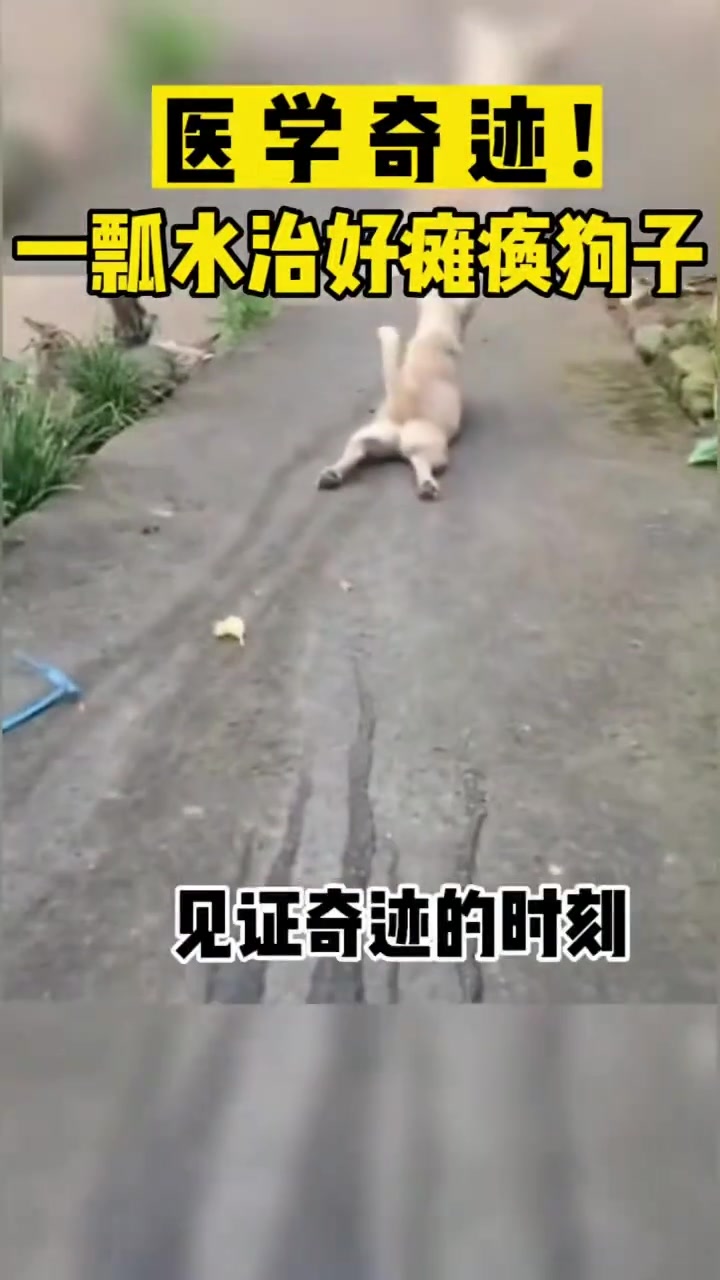 医学奇迹一瓢水治好瘫痪狗子