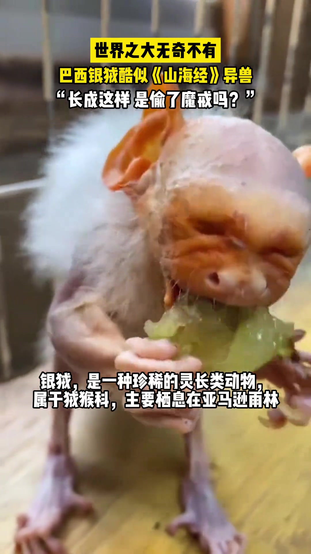巴西银狨，它长得好特别