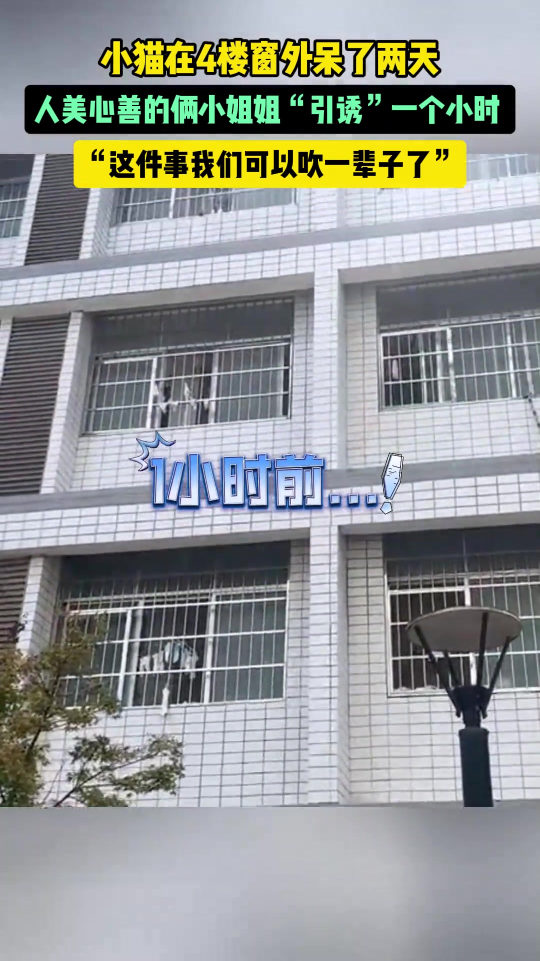 小猫在4楼窗外呆了两天，女生和同学在楼下引诱了一个小时