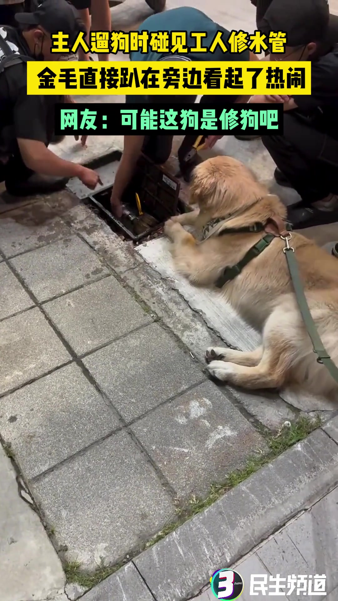 主人遛狗时碰见工人修水管，金毛直接趴在旁边看起了热闹