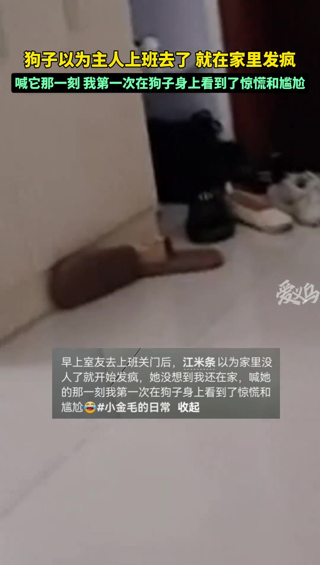 当我喊它那一刻，我第一次在狗子脸上看到了不知所措和尴尬