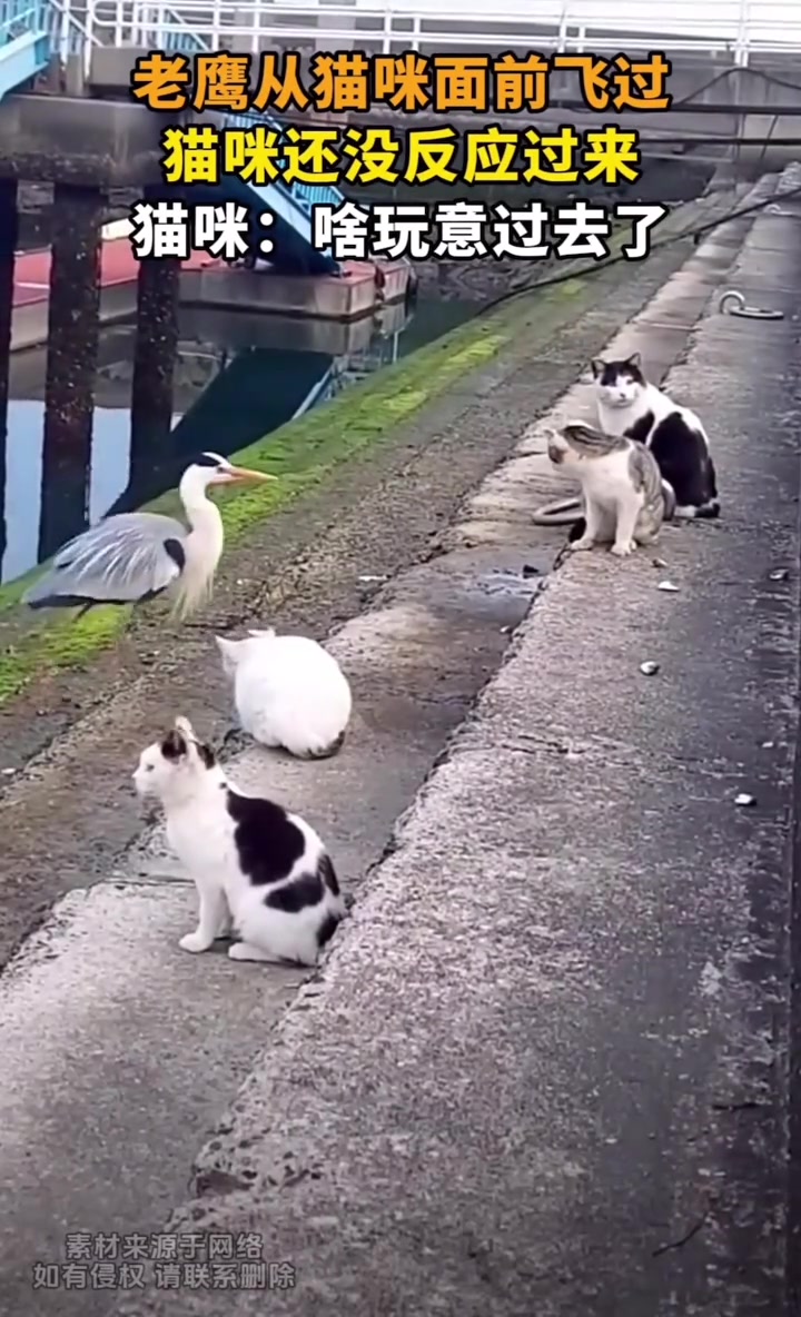 老鹰从猫咪面前飞过，猫咪还没反应过来！