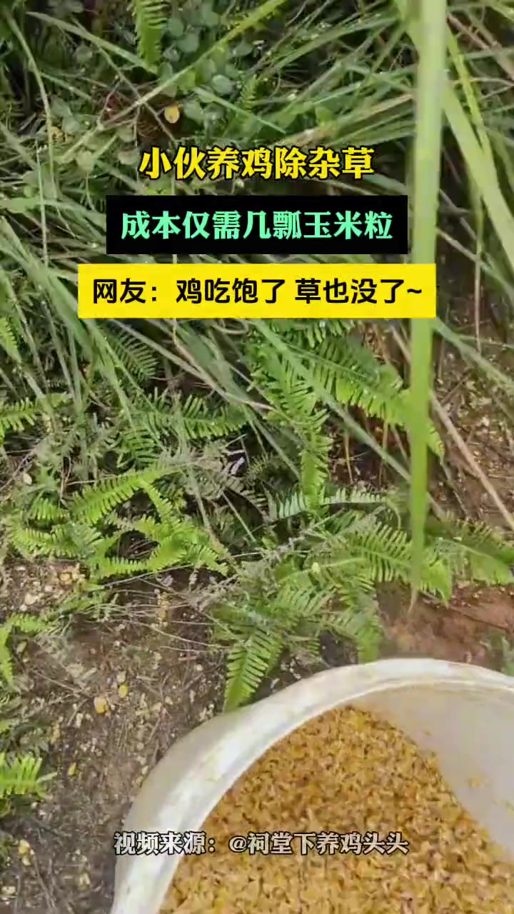 小伙养鸡除杂草，成本仅需几瓢玉米粒网友：鸡吃饱了草也没了