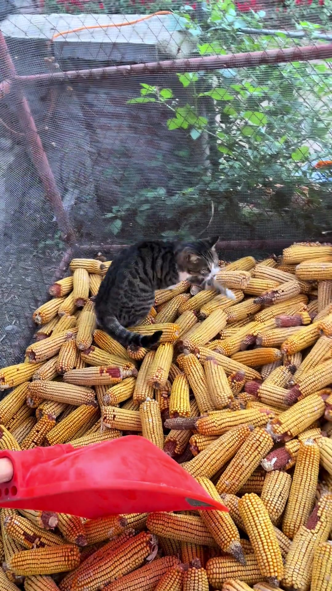 鼠鼠一家被端了