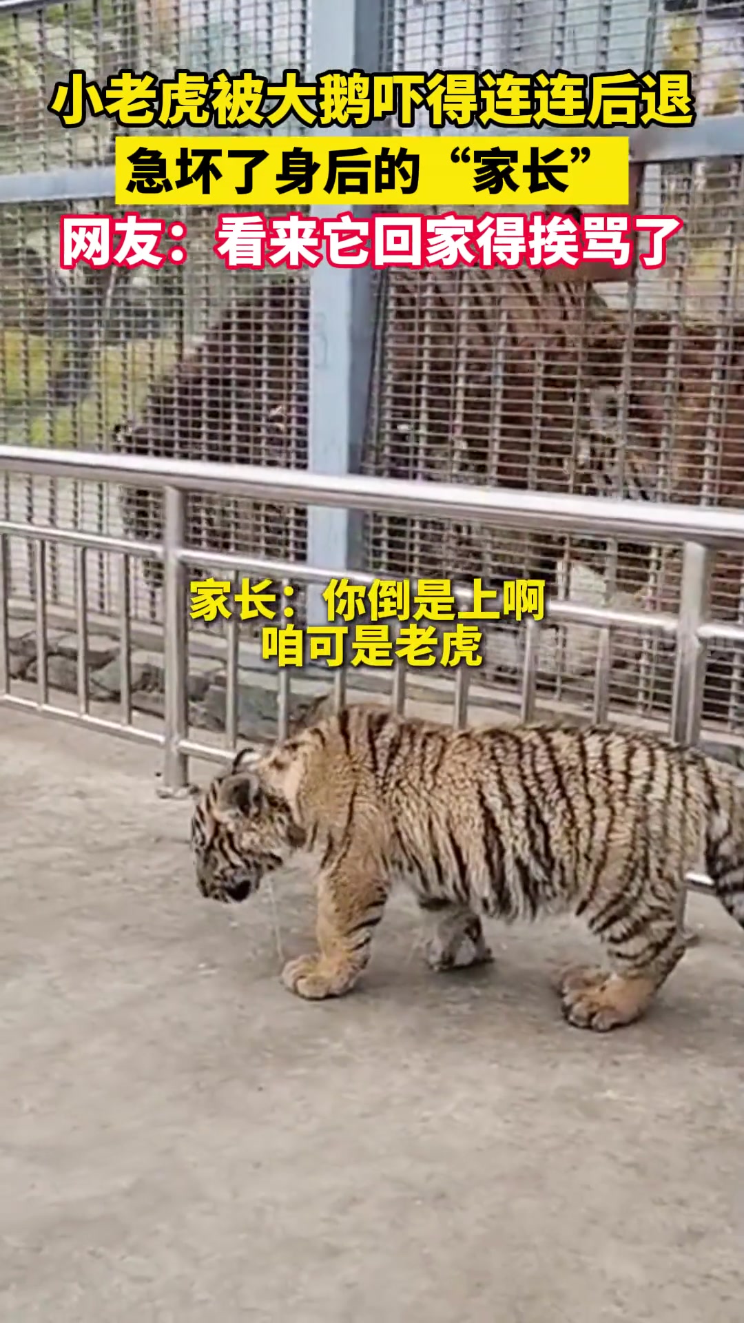 小老虎被大鹅吓得连连后退，急坏了身后的“家长”
