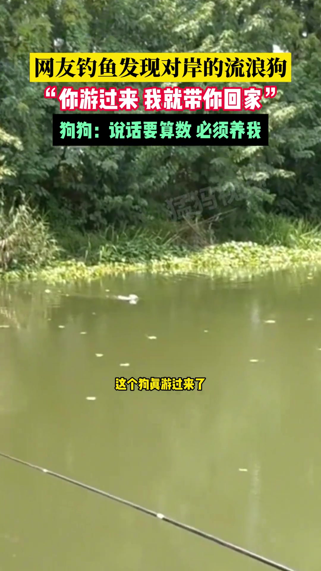 网友钓鱼发现对岸的流浪狗，“你游过来我就带你回家”！