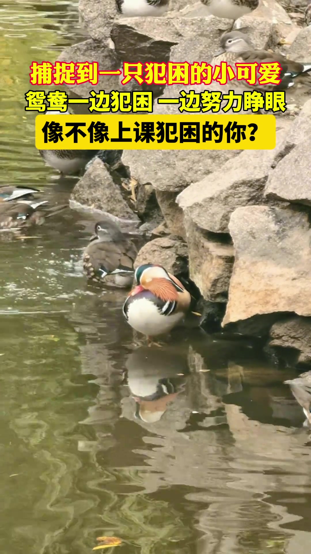 鸳鸯一边犯困一边努力睁眼像不像上课犯困的你