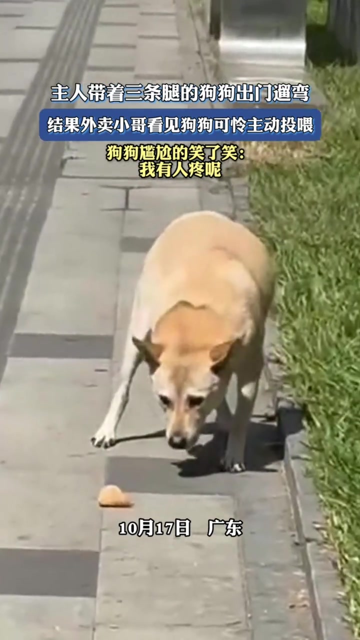 主人带着三条腿的狗狗出门遛弯，外卖小哥看见狗狗可怜主动投喂