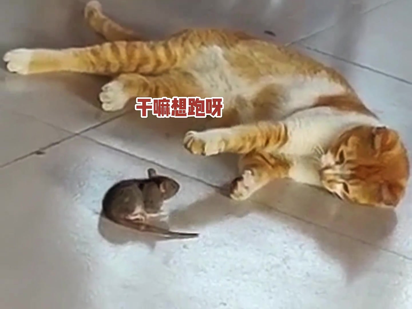 搞笑动物配音：鼠鼠我今天怎么跑