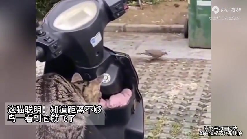 这猫聪明！知道距离不够，鸟看到它就会飞了，它懂得卡视角