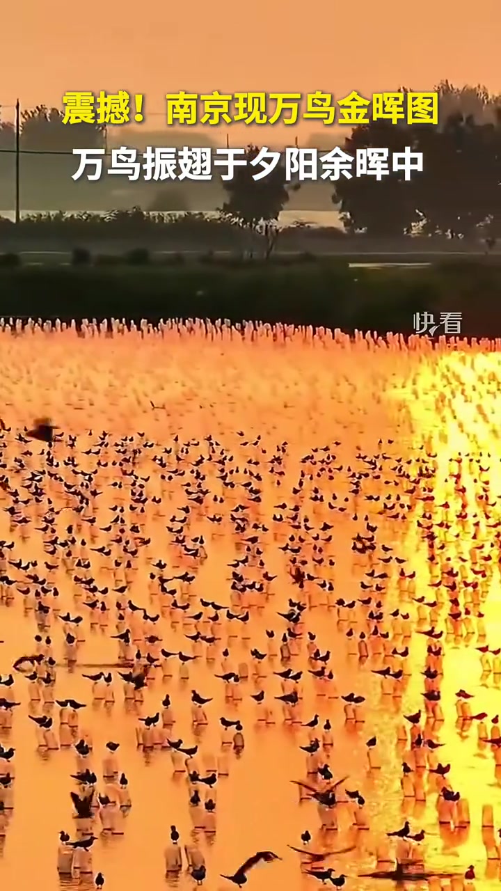 震撼！万鸟振翅于夕阳余晖中，宛如一幅流动的油画！