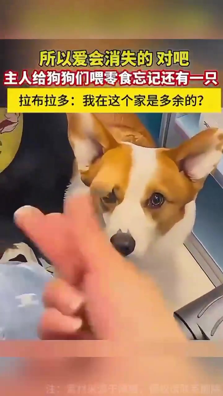 主人给狗狗们喂零食忘记还有一只！