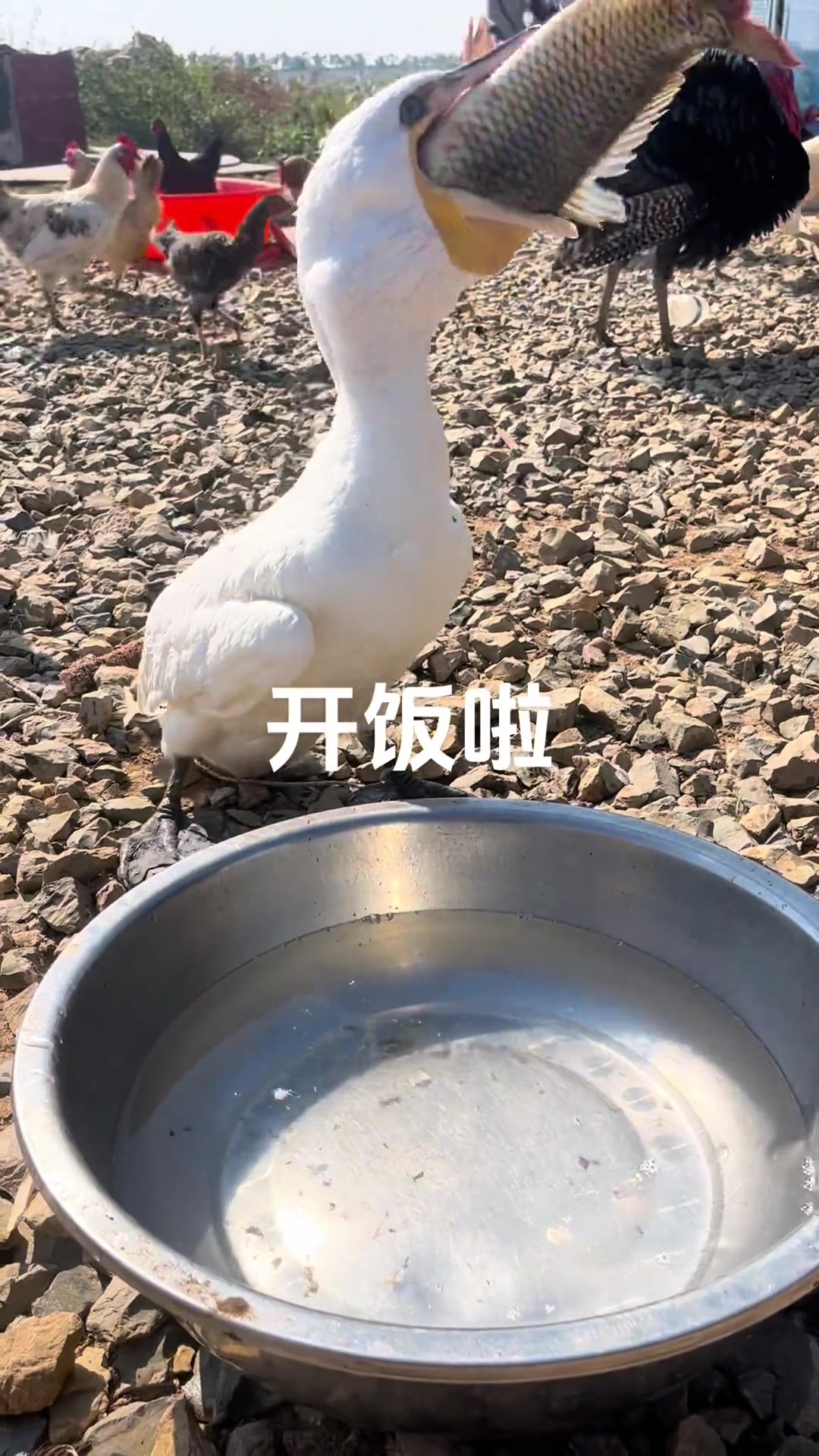 喝口水吧鸟哥，饭不用吃这么急