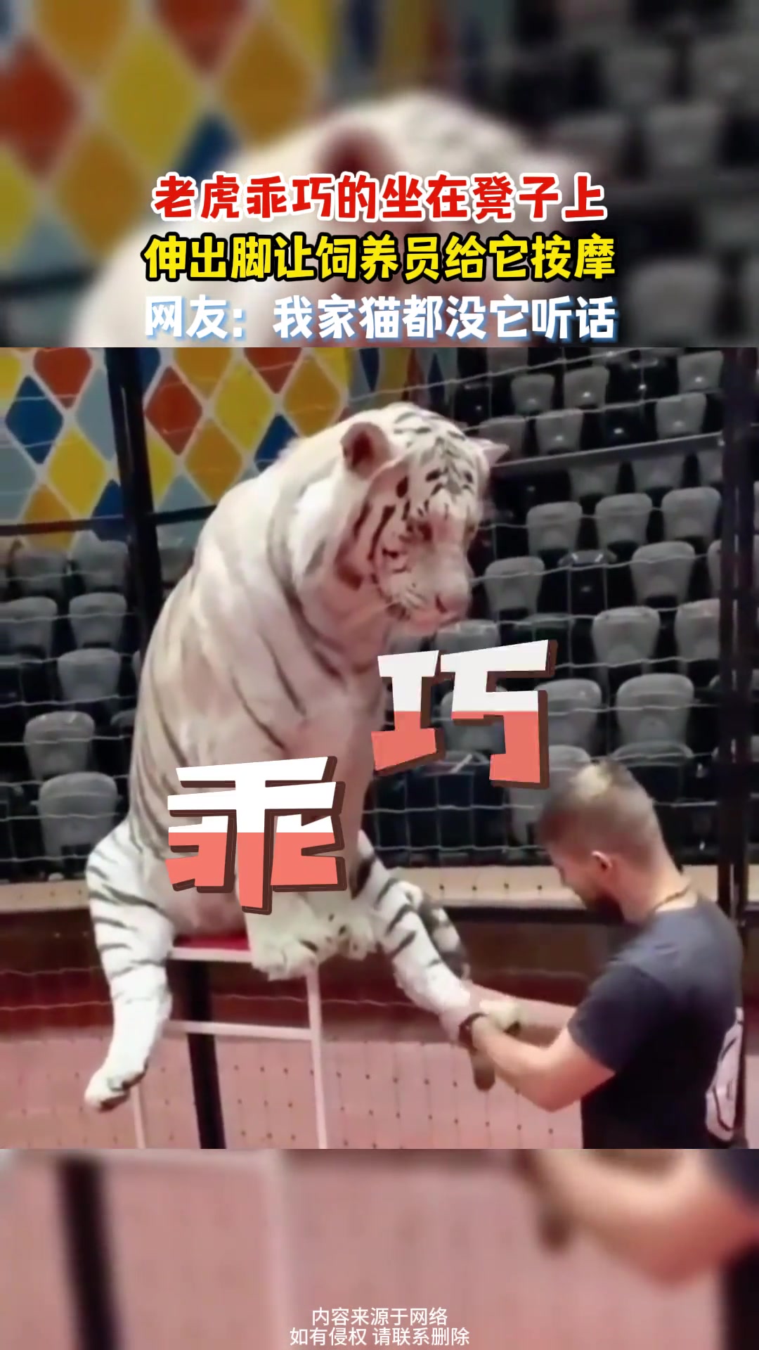 老虎乖巧的坐在凳子上，伸出脚让驯兽师给它按摩