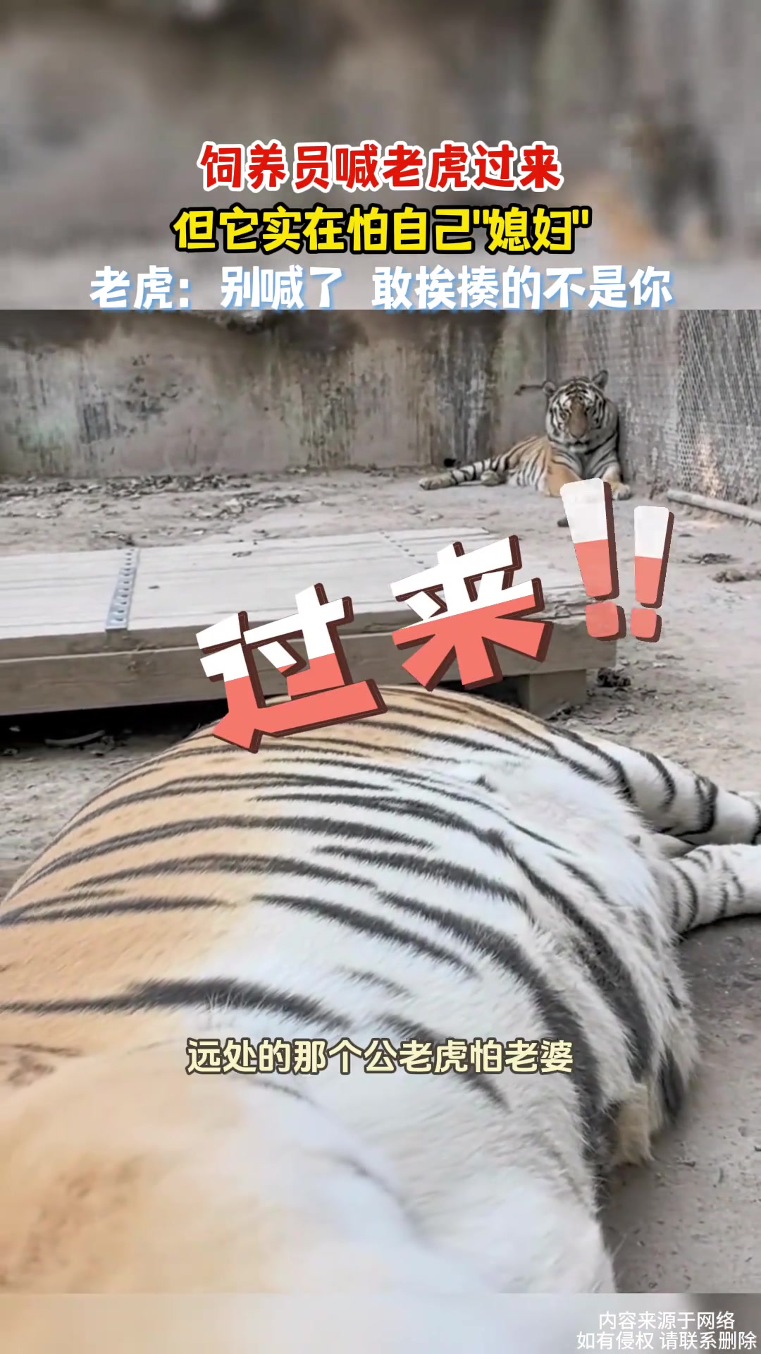 饲养员喊老虎过来，但它实在怕自己媳妇
