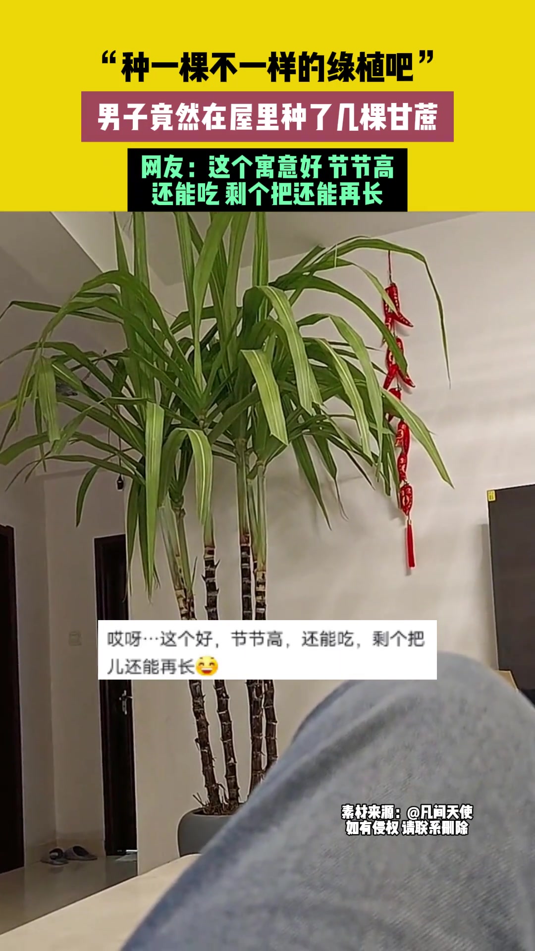 “种一棵不一样的绿植吧”，男子竟然在屋里种了几棵甘蔗