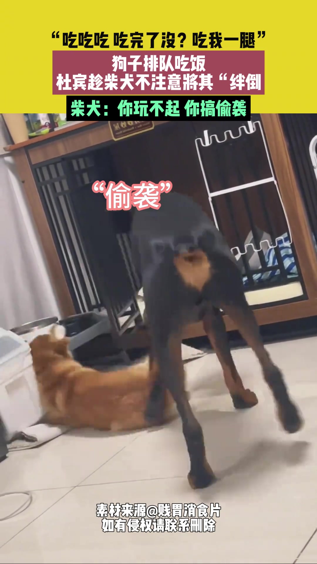 狗子排队吃饭，杜宾趁柴犬不注意将其“绊倒”