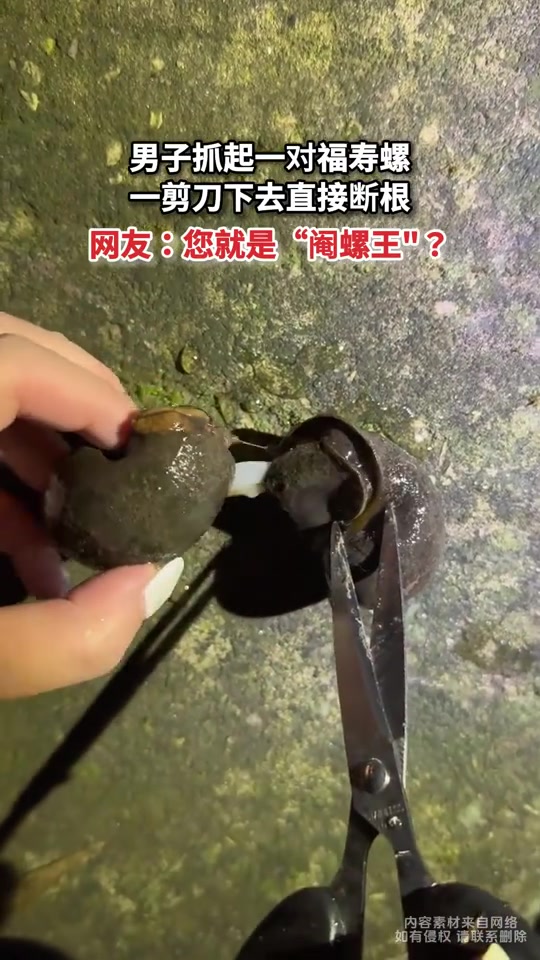 男子抓起一对福寿螺，一剪刀下去直接断根