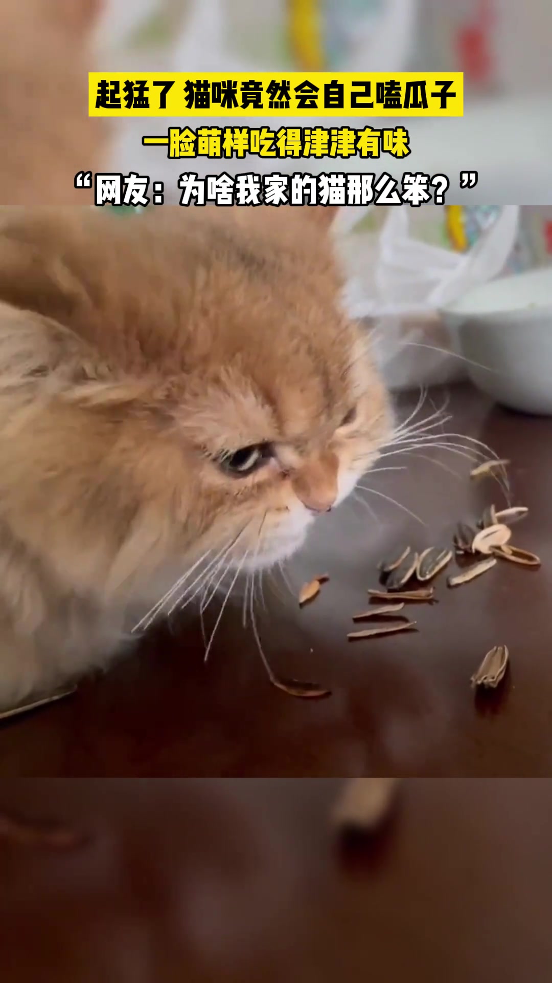 起猛了！看到猫咪竟然会嗑瓜子