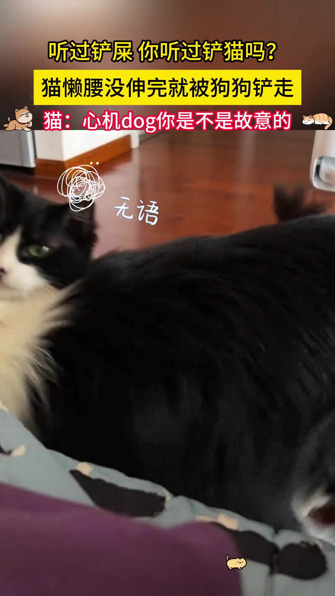 见过铲屎，见过铲猫吗