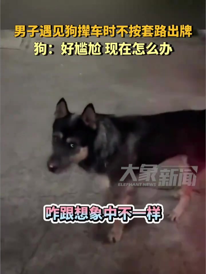 狗：好尴尬，现在怎么办