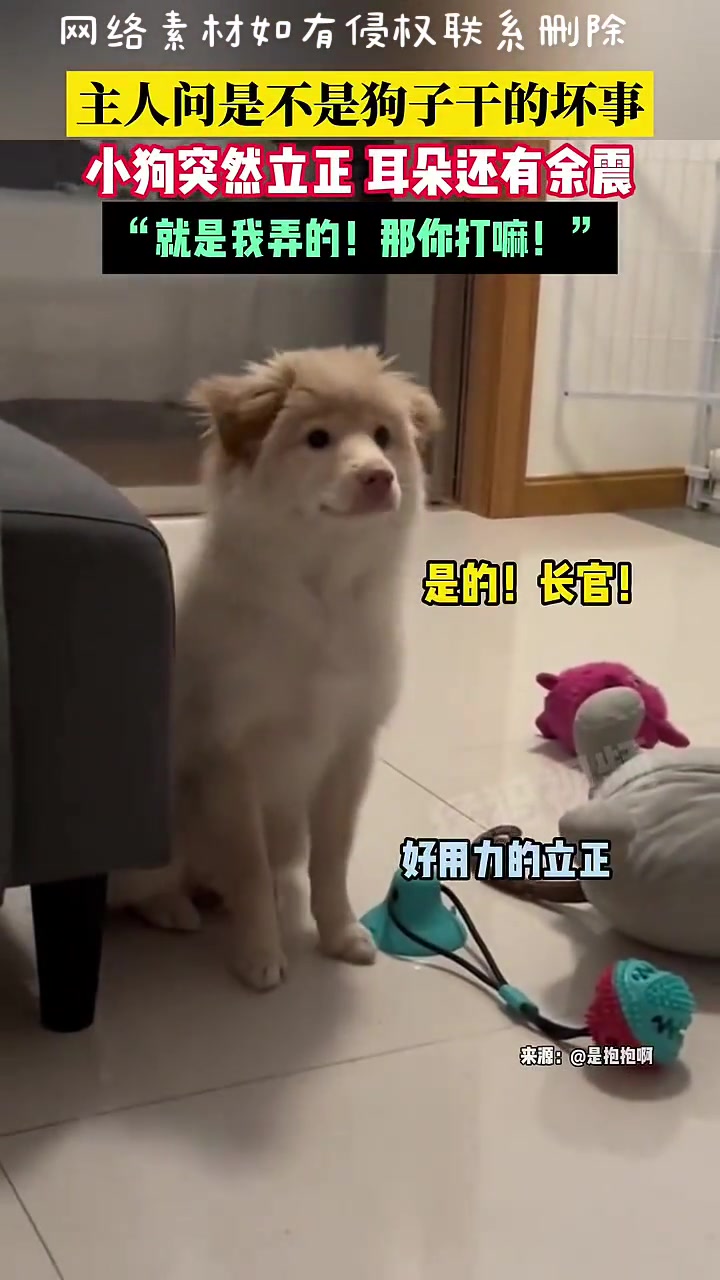 认错态度端正，挨打要立正