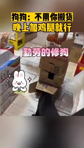 狗狗：不用你搬货晚上加鸡腿就行