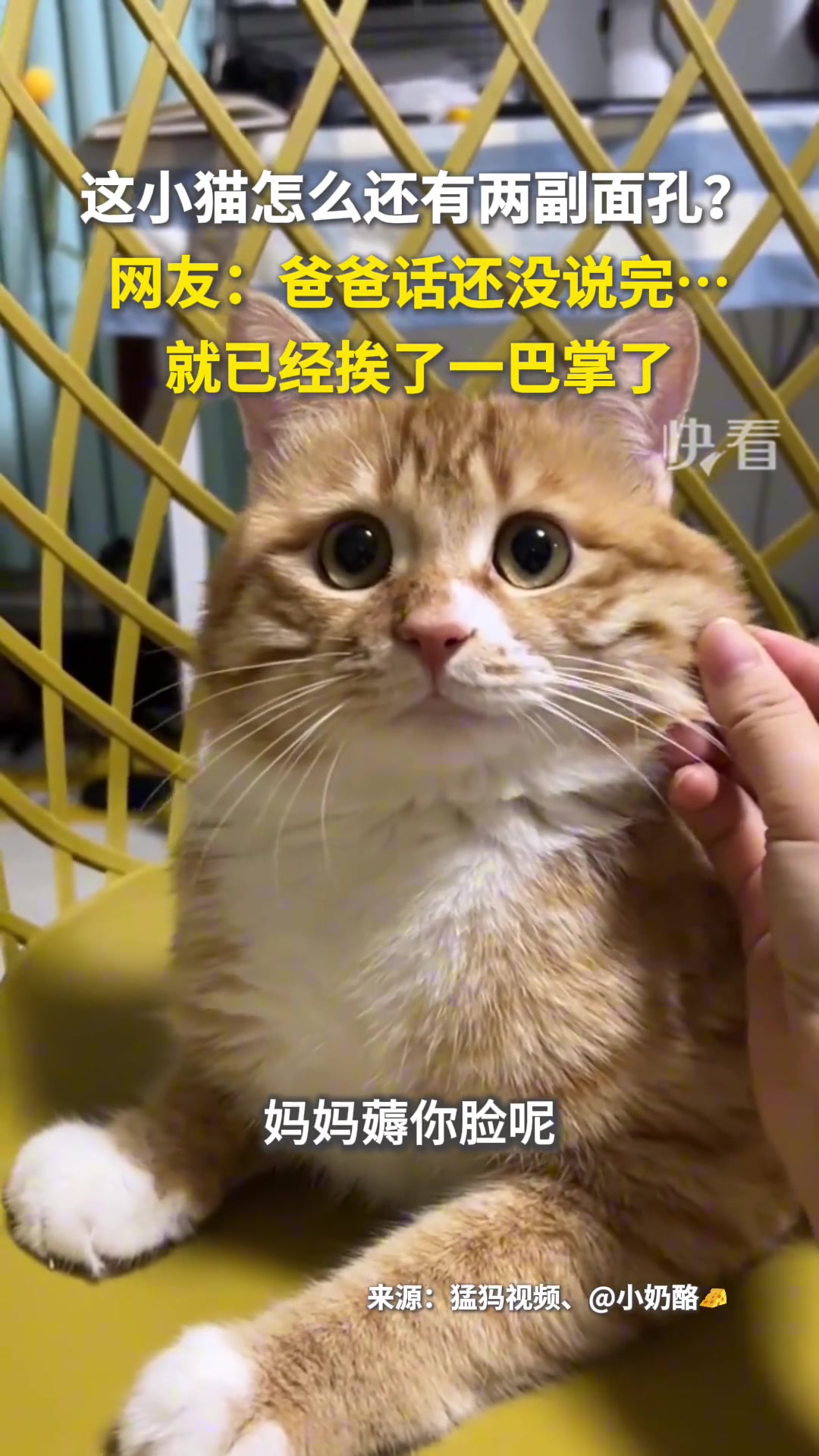 这小猫怎么还有两副面孔
