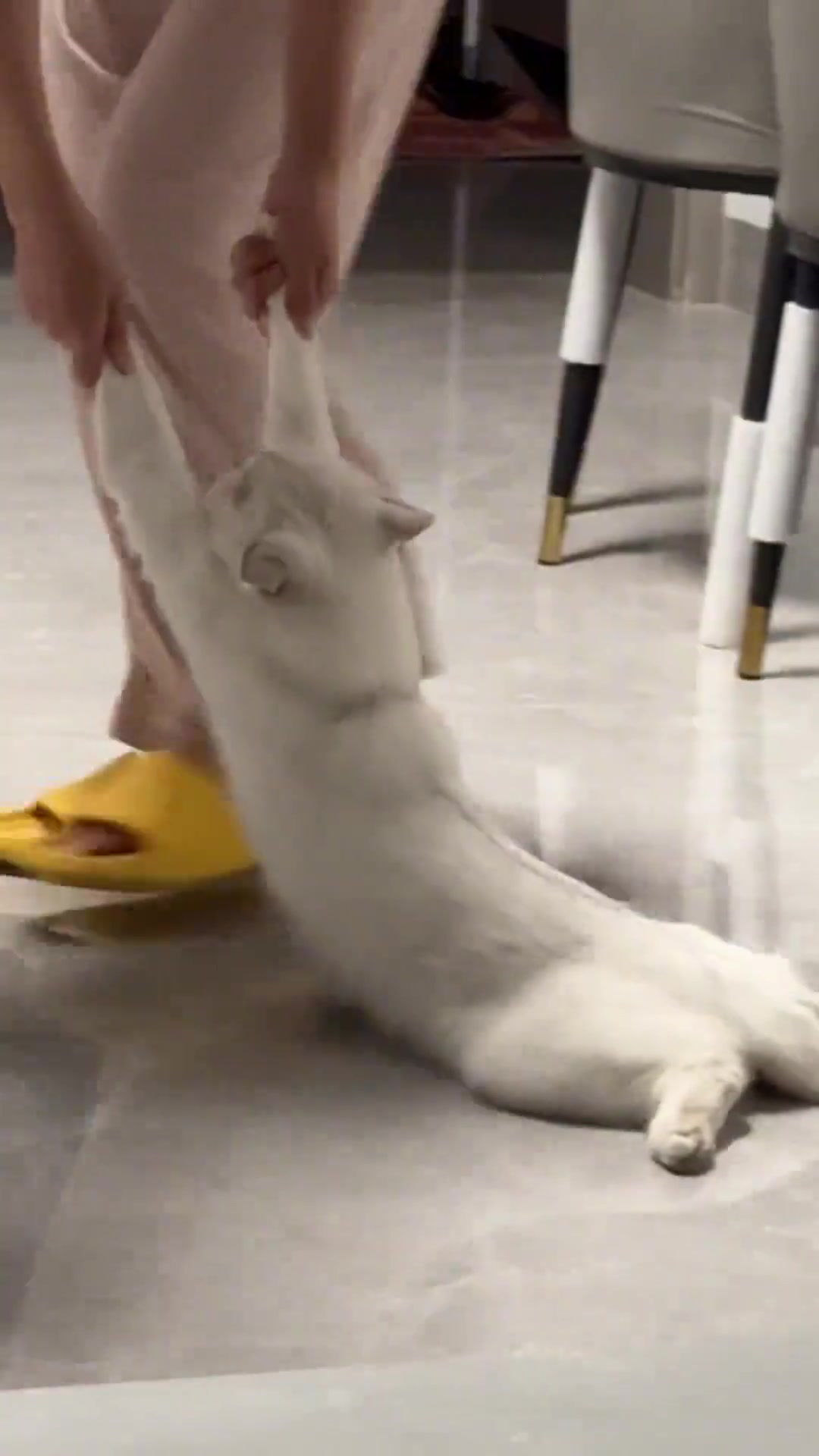 关于我家猫，吃饱了不运动这件事