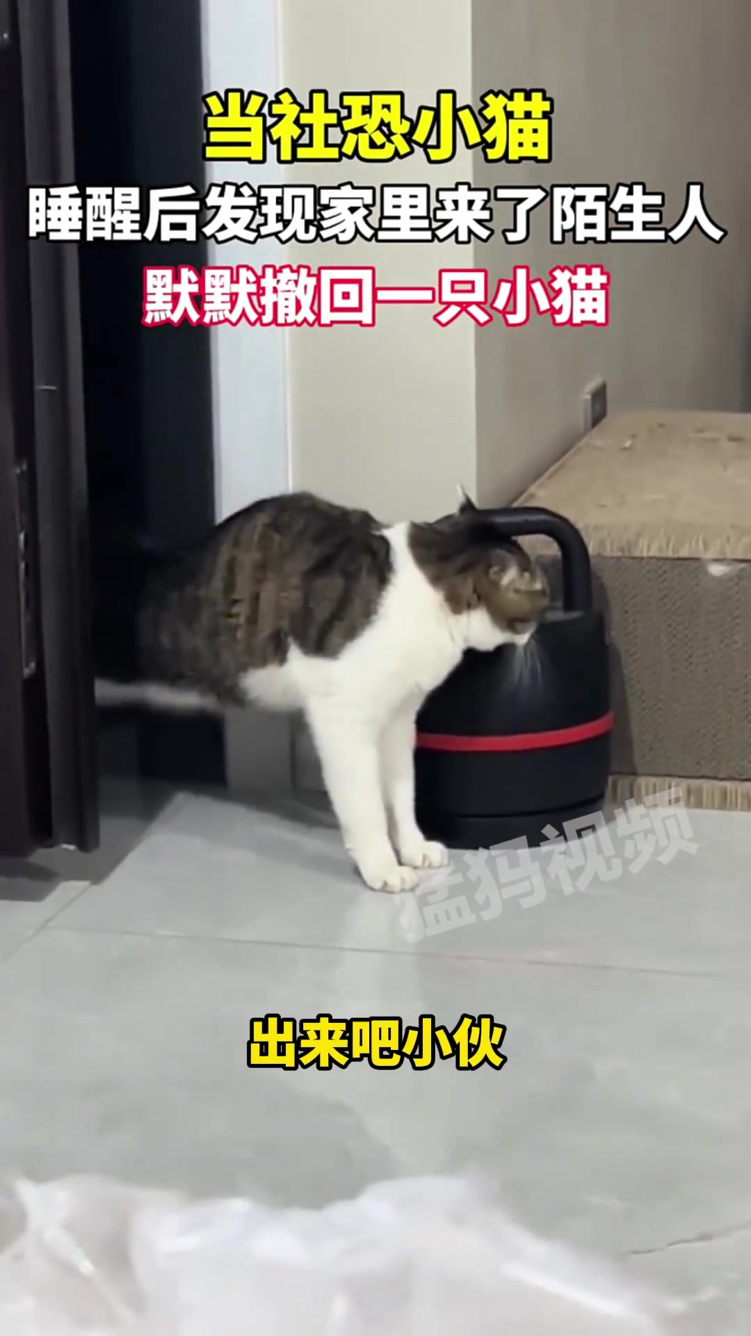 当社恐小猫睡醒后，发现家里来了陌生人，默默撤回一只小猫