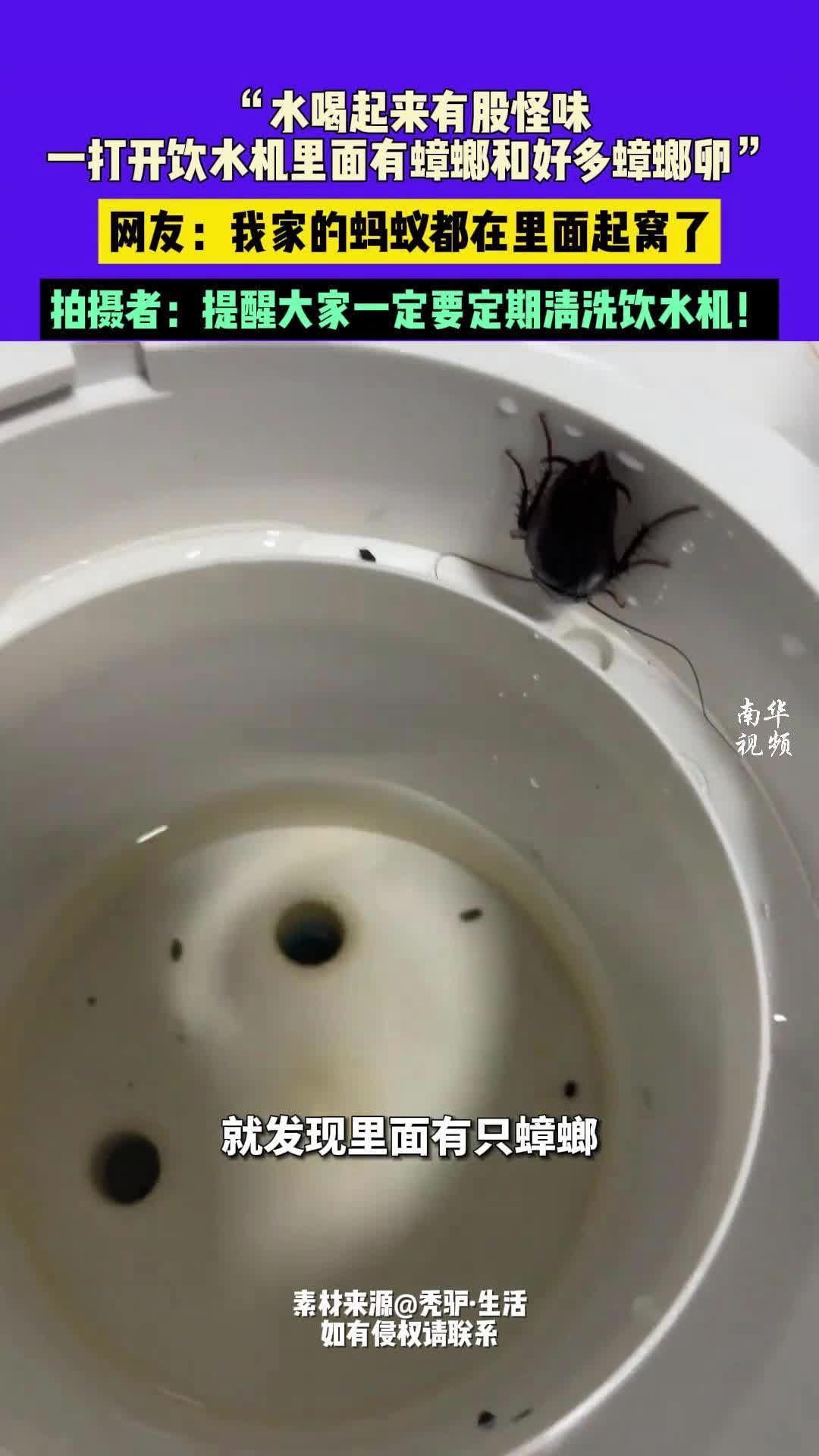 男子喝水感觉有怪味，打开饮水机发现里面有蟑螂和蟑螂卵
