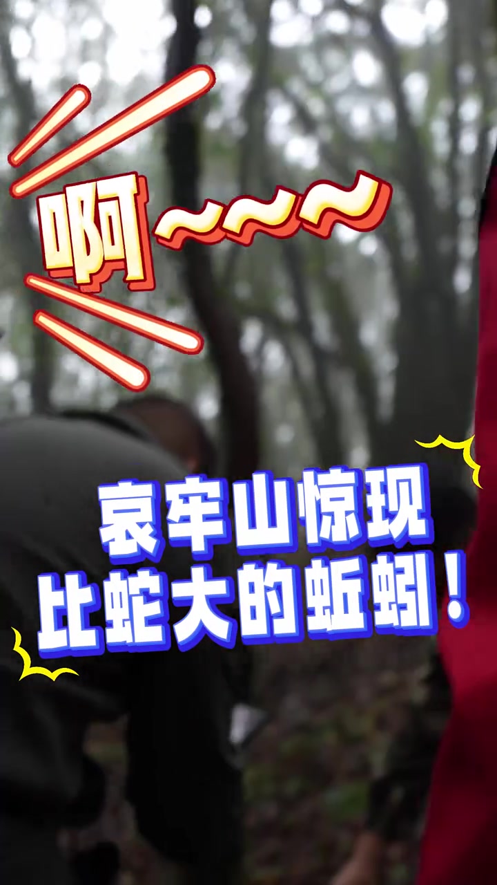 网友在哀牢山工作途中惊现大蚯蚓，太惊悚了！