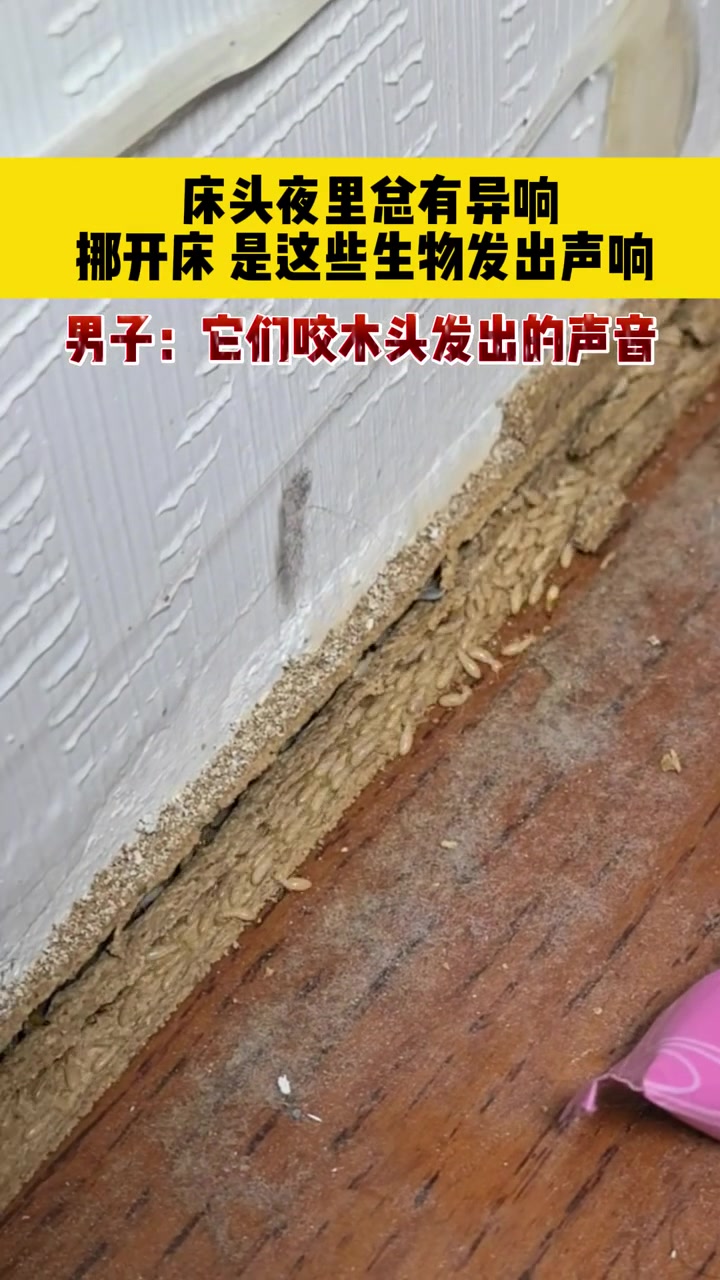 夜里床头总有异响，挪开床原来是这些生物发出声响！