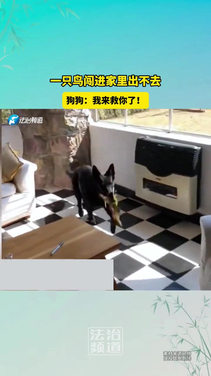 一只鸟闯进家里一直出不去狗狗：我来救你了
