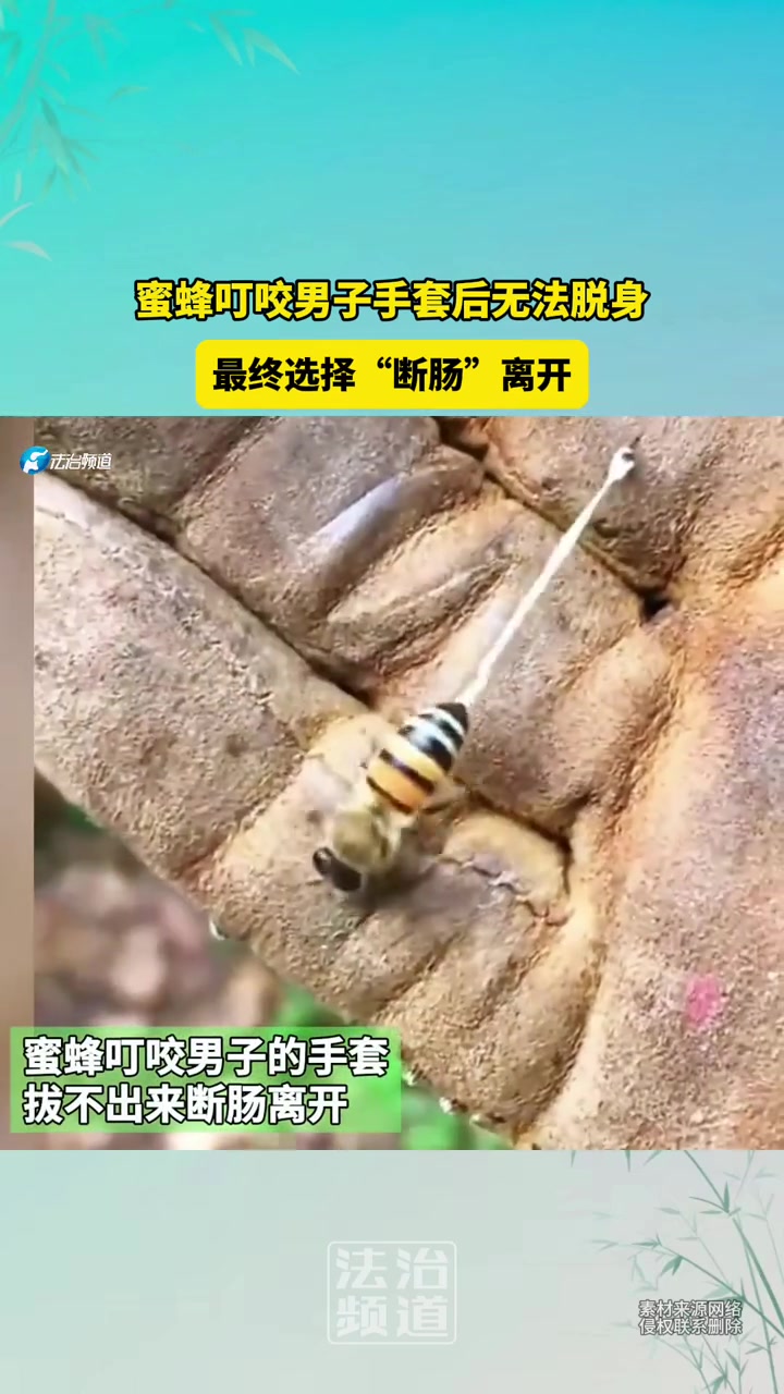 蜜蜂叮咬男子手套后无法脱身，最终选择“断肠”离开