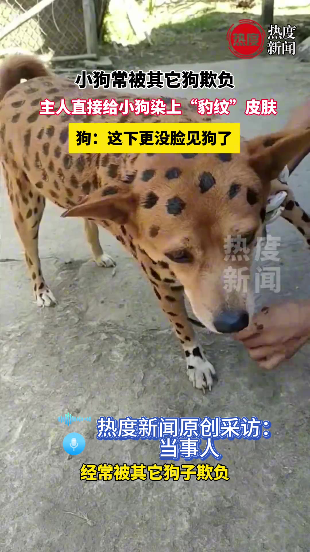 小狗常被其它狗欺负主人直接给小狗染上“豹纹“皮肤