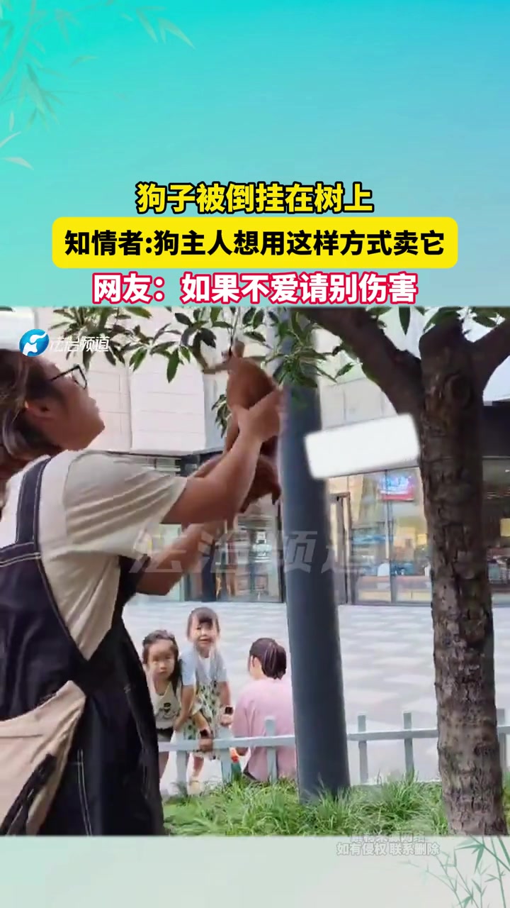 狗子被倒挂在树上，知情者狗主人想用这样方式卖它
