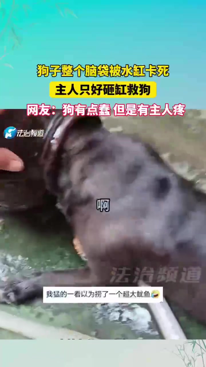狗子整个脑袋被水缸卡死主人只好砸缸救狗！