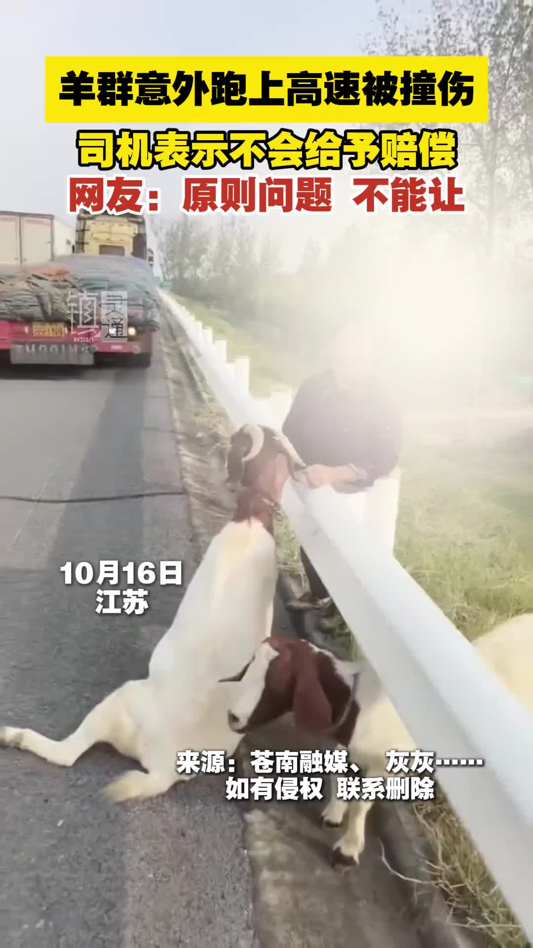 羊群意外跑上高速被撞伤！司机表示不会给予赔偿！