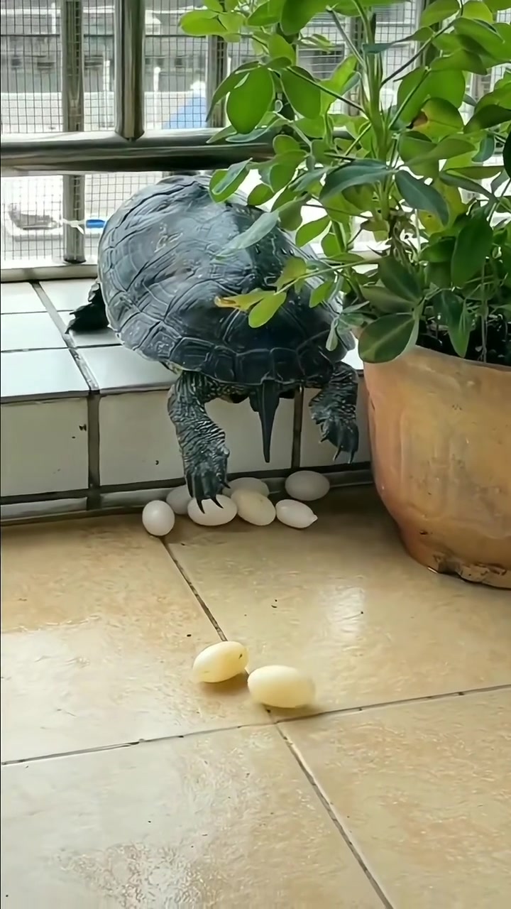 乌龟可以随时随地大小产！！！