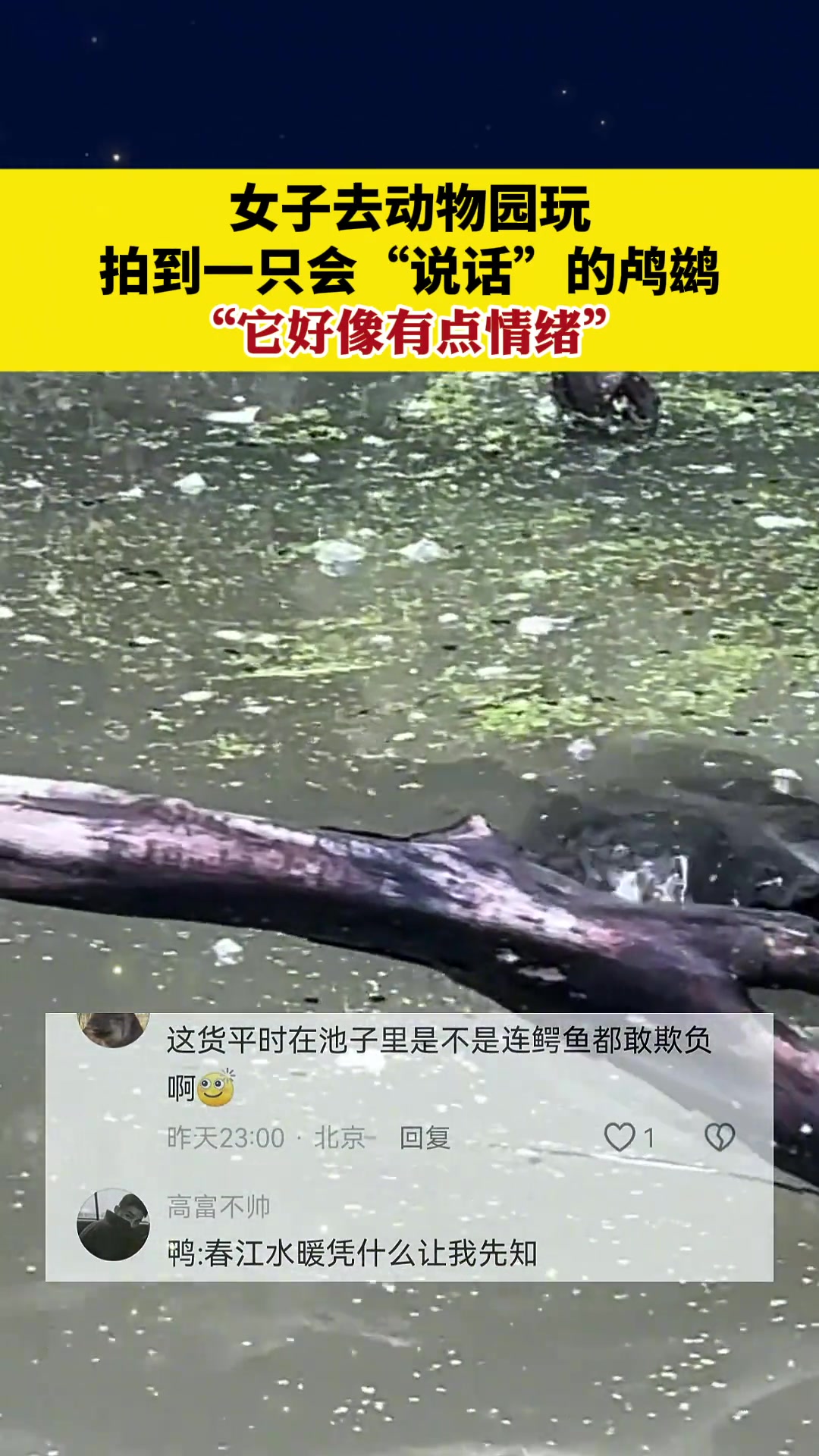 女子去动物园玩拍到一只会“说话”的鸬鹚