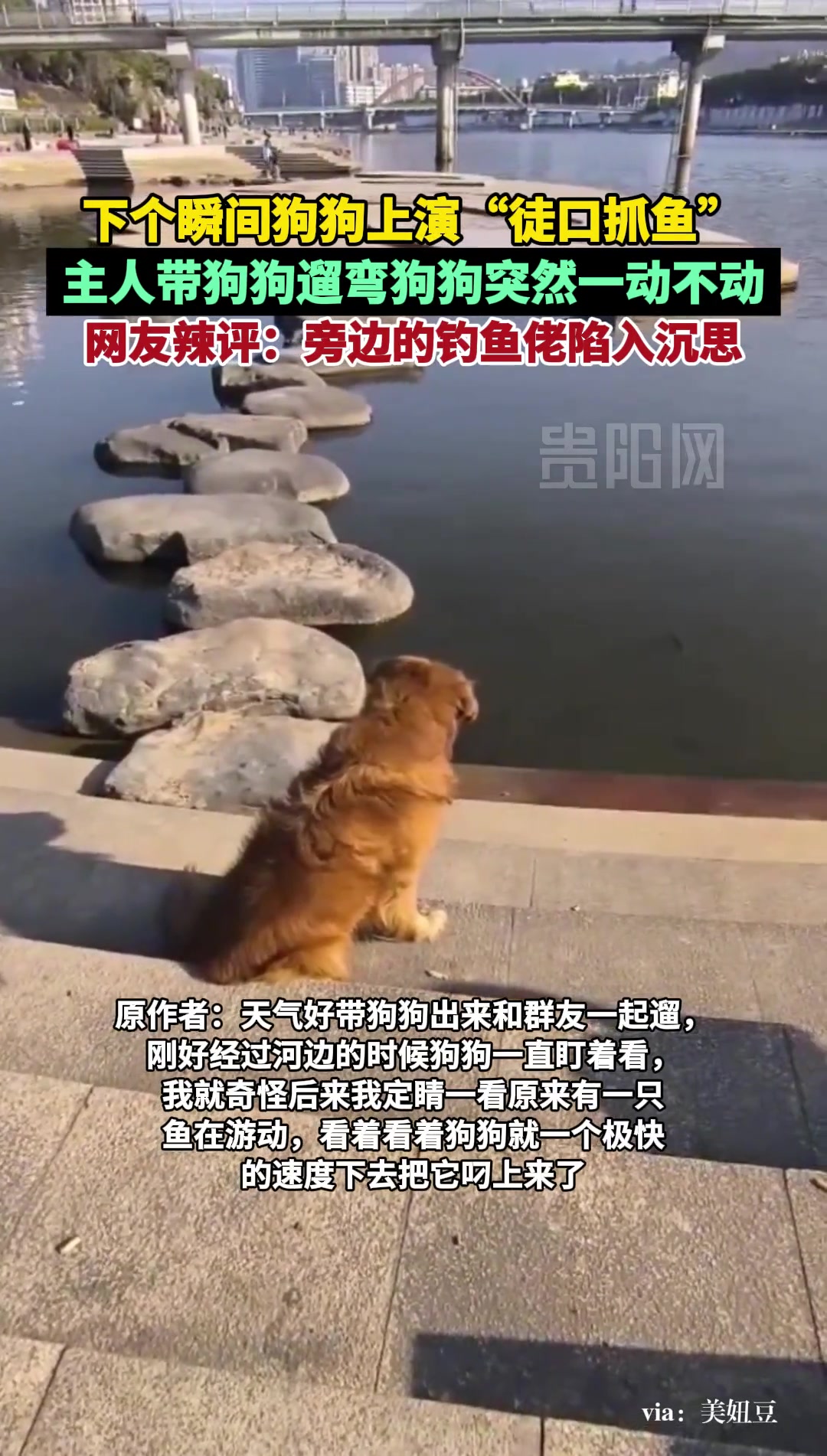 狗狗遛弯时突然上演“徒口叼鱼”，钓鱼人集体沉默了