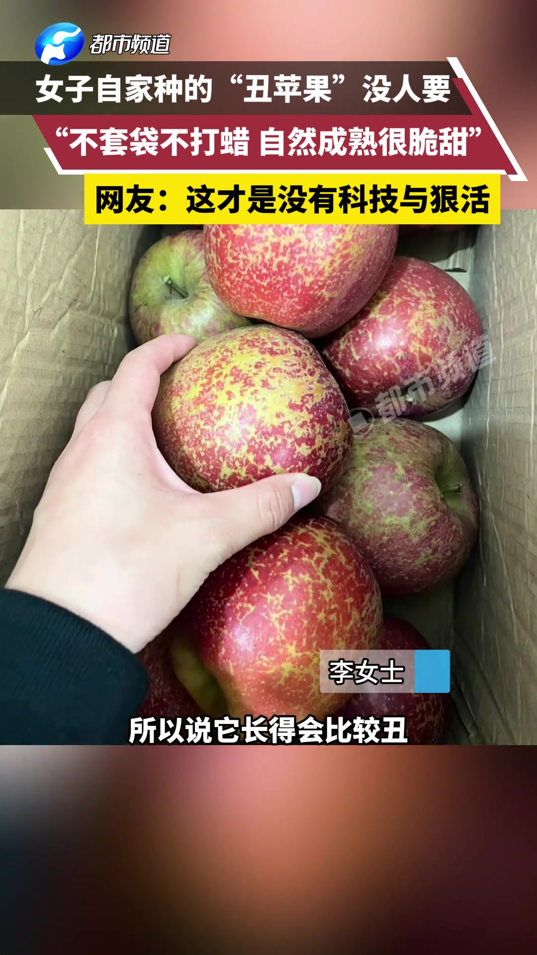 女子晒自家种的“丑苹果”没人要，不套袋不打蜡，自然成熟很脆甜