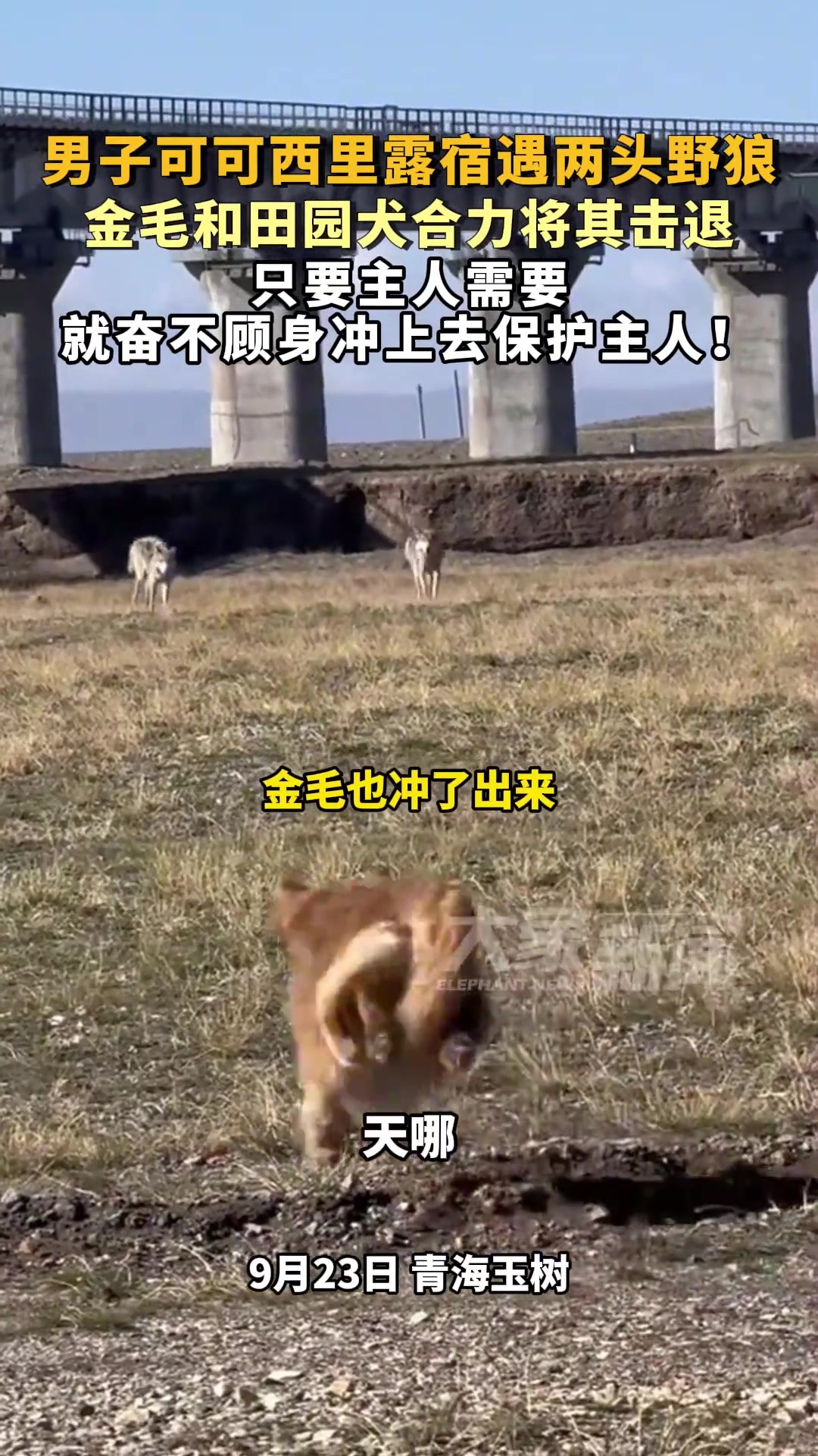 合力击退野狼！你我兄弟齐上,焉有一合之将！