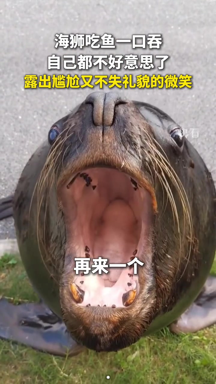 再来一只！你快给它！海师囫囵吞鱼之后向饲养员再讨一条鱼！