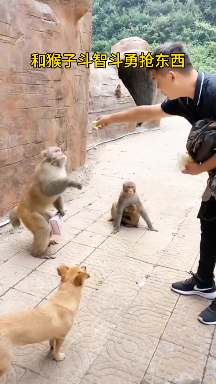 第一见给泼猴子上了一课的人！人还是比猴子聪明啊！