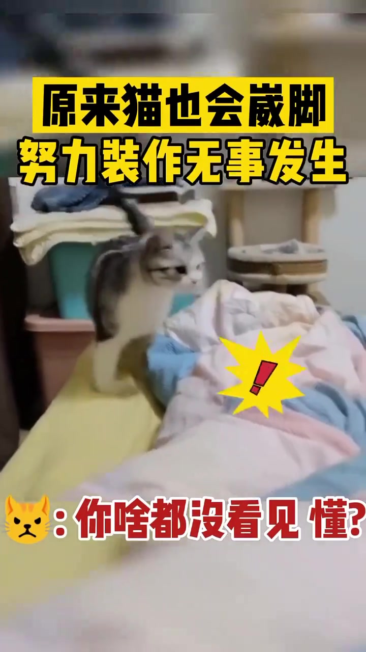 原来猫也会崴脚努力装作无事发生