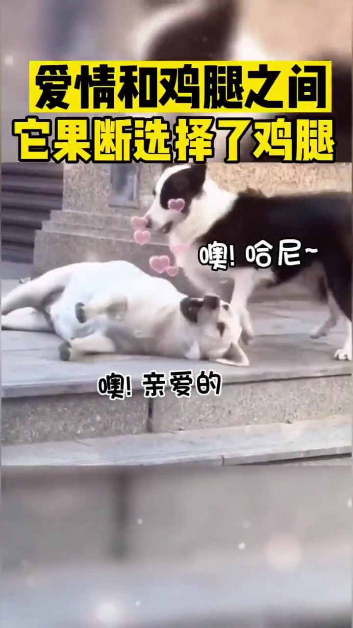 爱情和鸡腿之间它果断选择了鸡腿