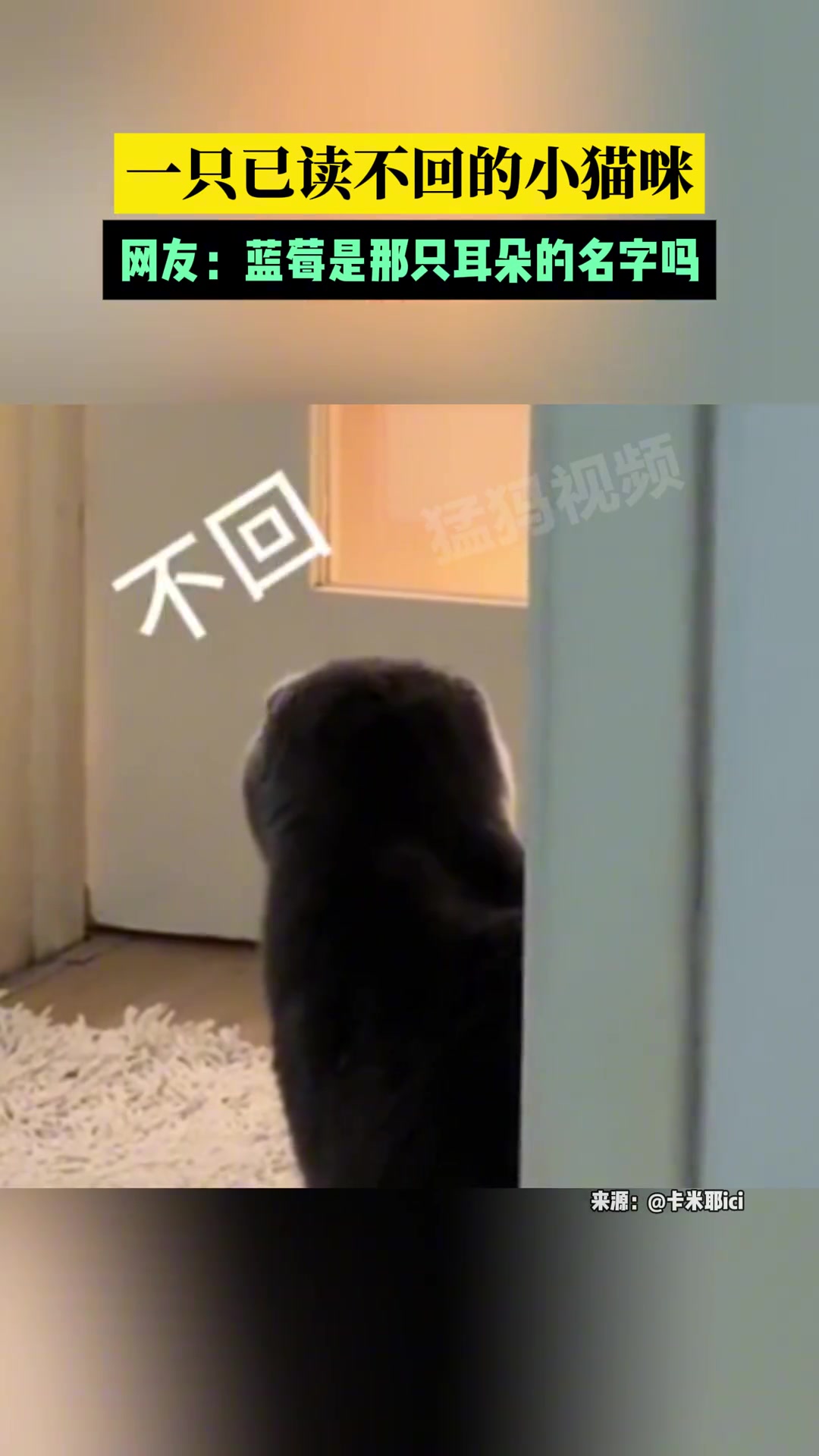 一只已读不回的小猫咪，网友：蓝莓是那只耳朵的名字吗