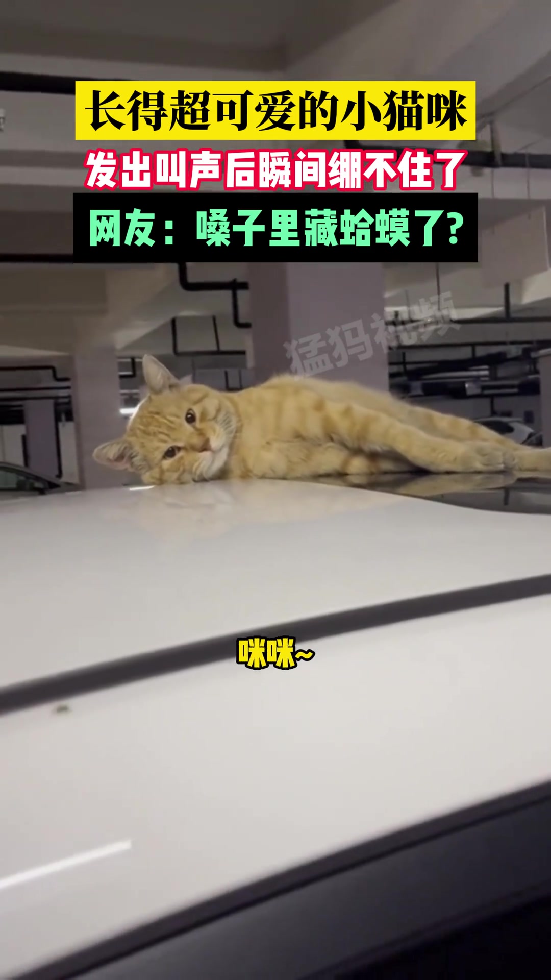 长得超可爱的小猫咪，发出叫声后瞬间绷不住了
